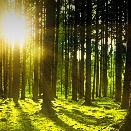 Green Cleaning - Phoenix Area